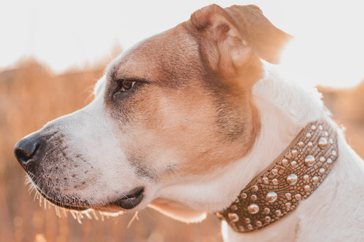 Stefanie Hürrich Fotografie | Hundefotografie | Tierfotograf auf alleFotografen