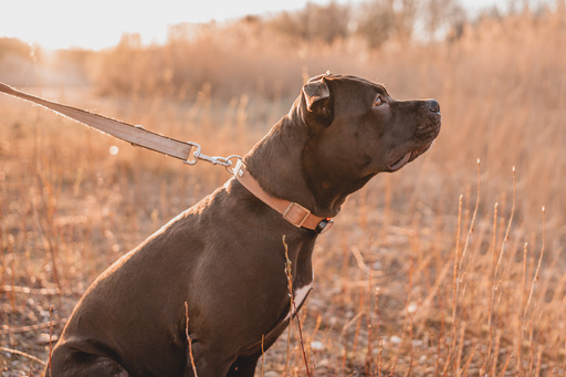 Stefanie Hürrich Fotografie | Hundefotografie | Portraitfotograf auf alleFotografen