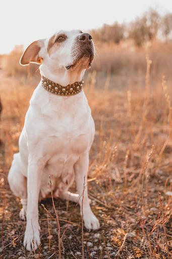 Stefanie Hürrich Fotografie | Hundefotografie | Kinderfotograf auf alleFotografen