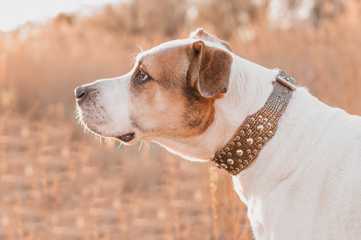 Stefanie Hürrich Fotografie | Hundefotografie | Tierfotograf auf alleFotografen