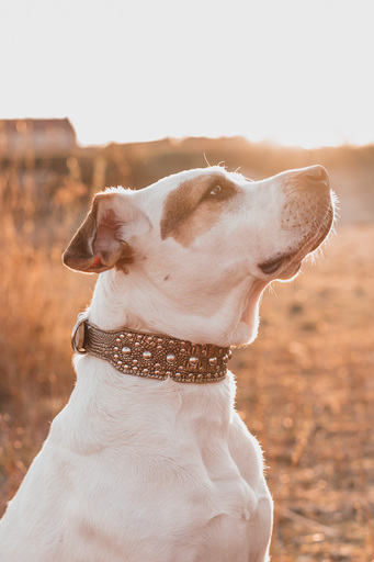 Stefanie Hürrich Fotografie | Hundefotografie | Paarfotograf auf alleFotografen