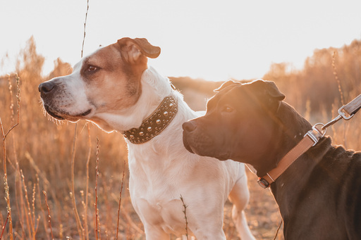 Stefanie Hürrich Fotografie | Hundefotografie | Familienfotograf auf alleFotografen