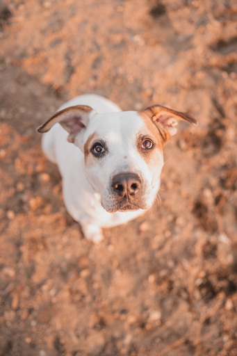 Stefanie Hürrich Fotografie | Hundefotografie | Babyfotograf auf alleFotografen