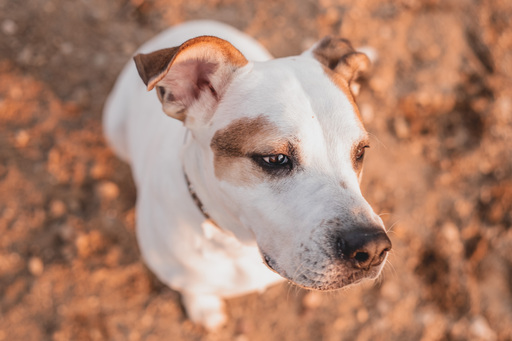 Stefanie Hürrich Fotografie | Hundefotografie | Tierfotograf auf alleFotografen