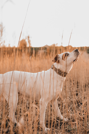 Stefanie Hürrich Fotografie | Hundefotografie | Familienfotograf auf alleFotografen