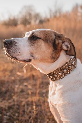 Stefanie Hürrich Fotografie | Hundefotografie | Tierfotograf auf alleFotografen