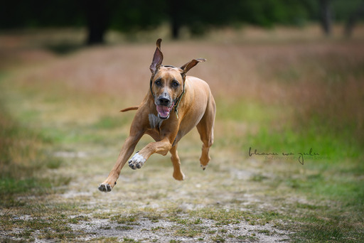 BwZ.photography | das ist mein Bildstil für deine Bilder... | Portraitfotograf auf alleFotografen