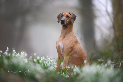 BwZ.photography | das ist mein Bildstil für deine Bilder... | Hundefotograf auf alleFotografen