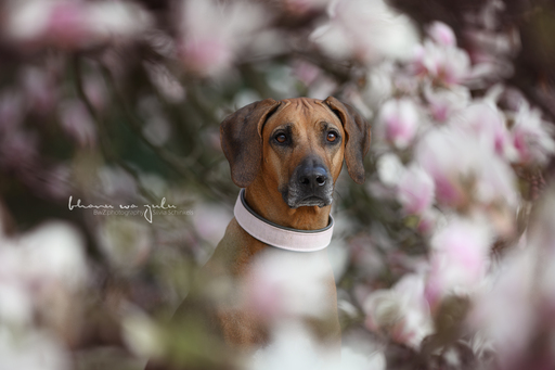 BwZ.photography | das ist mein Bildstil für deine Bilder... | Tierfotograf auf alleFotografen