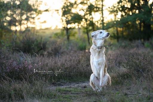 BwZ.photography | das ist mein Bildstil für deine Bilder... | Tierfotograf auf alleFotografen