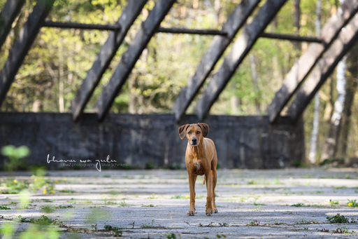 BwZ.photography | das ist mein Bildstil für deine Bilder... | Pferdefotograf auf alleFotografen