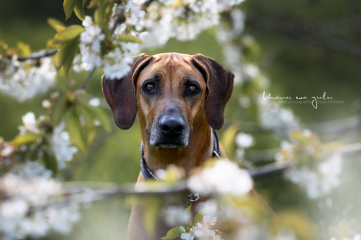 BwZ.photography | das ist mein Bildstil für deine Bilder... | Paarfotograf auf alleFotografen