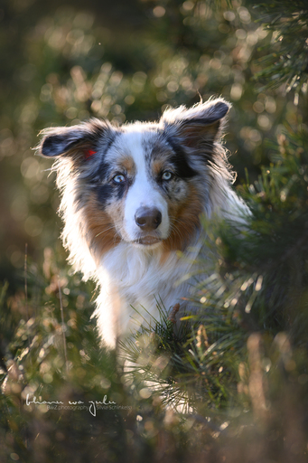 BwZ.photography | das ist mein Bildstil für deine Bilder... | Tierfotograf auf alleFotografen
