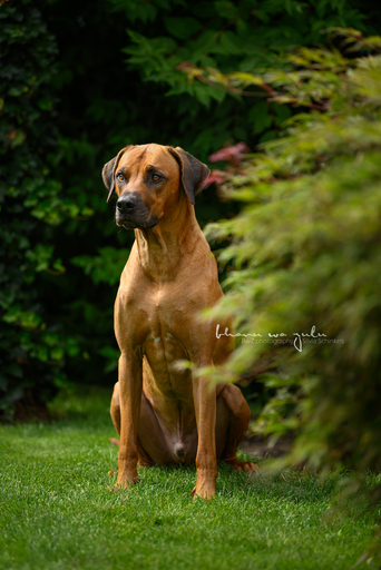 BwZ.photography | das ist mein Bildstil für deine Bilder... | Paarfotograf auf alleFotografen