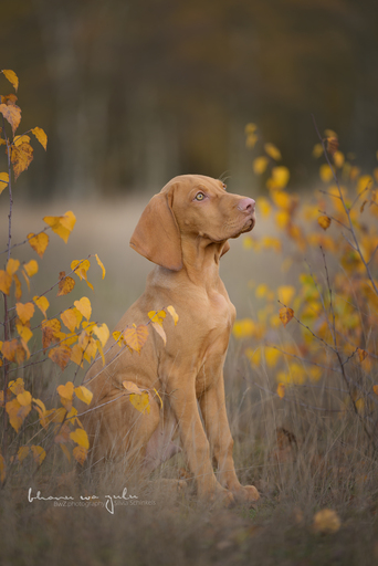 BwZ.photography | das ist mein Bildstil für deine Bilder... | Pferdefotograf auf alleFotografen