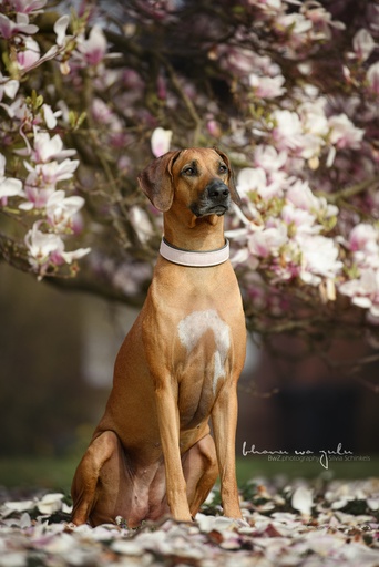 BwZ.photography | das ist mein Bildstil für deine Bilder... | Familienfotograf auf alleFotografen