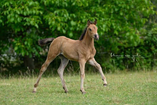 BwZ.photography | Pferde... | Familienfotograf auf alleFotografen