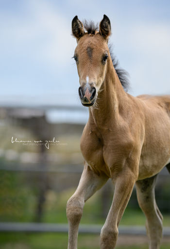 BwZ.photography | Pferde... | Paarfotograf auf alleFotografen