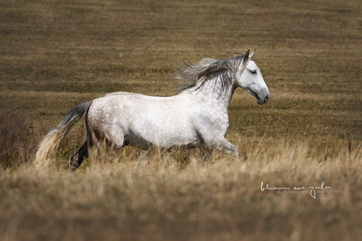 BwZ.photography | Pferde... | Pferdefotograf auf alleFotografen