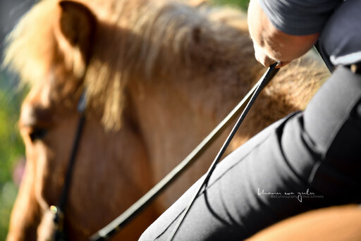 BwZ.photography | Pferde... | Tierfotograf auf alleFotografen