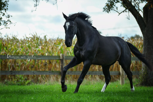 BwZ.photography | Pferde... | Pferdefotograf auf alleFotografen