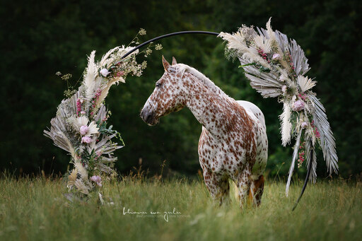 BwZ.photography | Pferde... | Paarfotograf auf alleFotografen