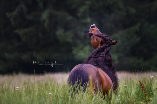 BwZ.photography | Pferde... | Tierfotograf auf alleFotografen
