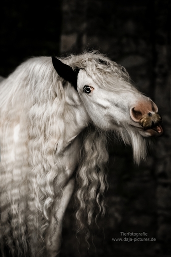 Tierfotografie daja-pictures | Pferdefotografie | Pferdefotograf auf alleFotografen