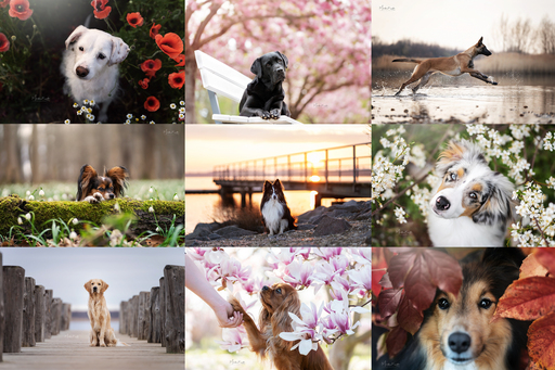 Madlen Kudla - Photographie | Hunde | Tierfotograf auf alleFotografen