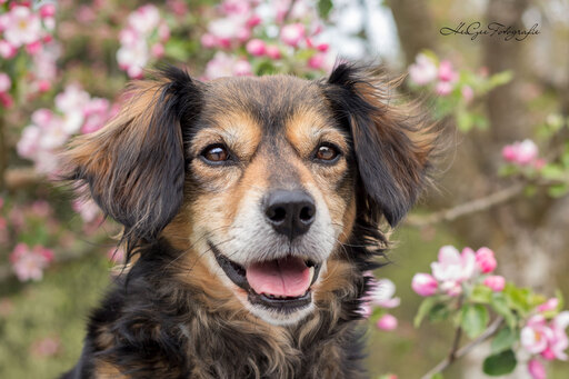HeiGee Fotografie | Hunde | Pferdefotograf auf alleFotografen