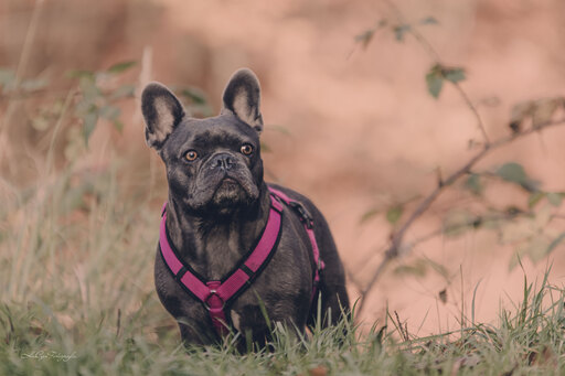 HeiGee Fotografie | Hunde | Sportfotograf auf alleFotografen