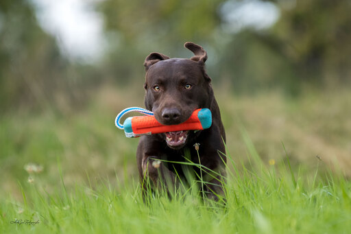 HeiGee Fotografie | Hunde | Sportfotograf auf alleFotografen