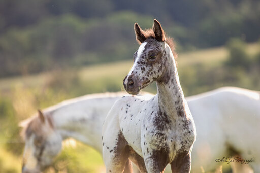 HeiGee Fotografie | Pferde | Hundefotograf auf alleFotografen