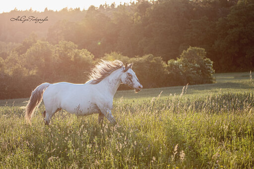HeiGee Fotografie | Pferde | Pferdefotograf auf alleFotografen