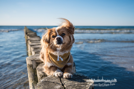KerliHam_Foto | Strand | Portraitfotograf auf alleFotografen