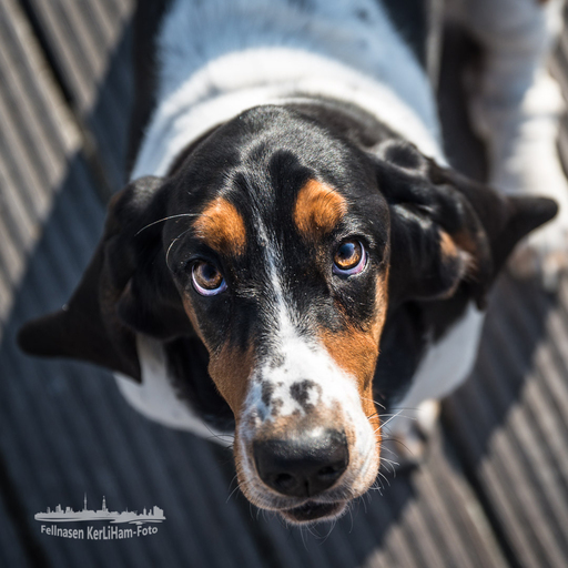 KerliHam_Foto | Hundeportraits | Familienfotograf auf alleFotografen