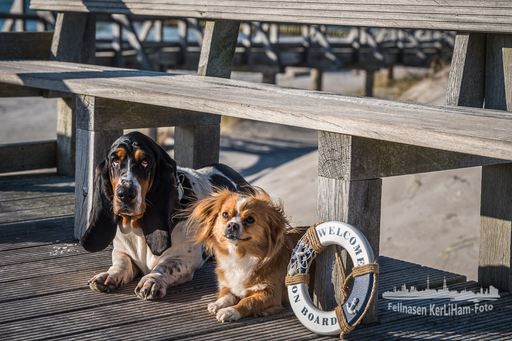 KerliHam_Foto | Strand | Tierfotograf auf alleFotografen