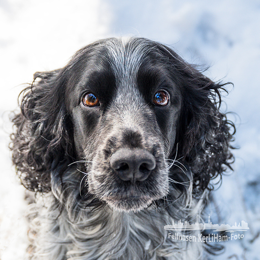 KerliHam_Foto | Hundeportraits | Tierfotograf auf alleFotografen