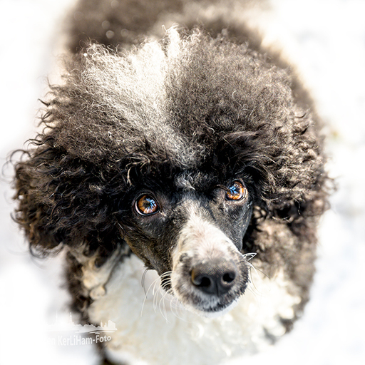 KerliHam_Foto | Hundeportraits | Tierfotograf auf alleFotografen