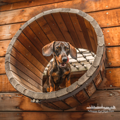 KerliHam_Foto | City-Dogs | Tierfotograf auf alleFotografen