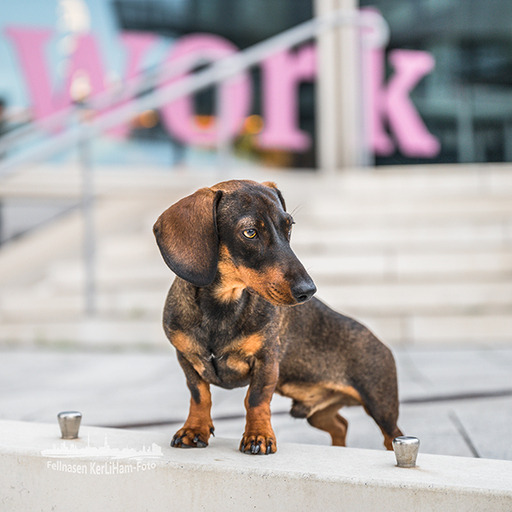 KerliHam_Foto | City-Dogs | Portraitfotograf auf alleFotografen
