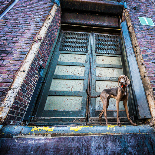 KerliHam_Foto | City-Dogs | Portraitfotograf auf alleFotografen