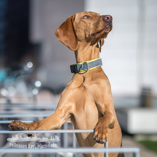 KerliHam_Foto | City-Dogs | Hundefotograf auf alleFotografen