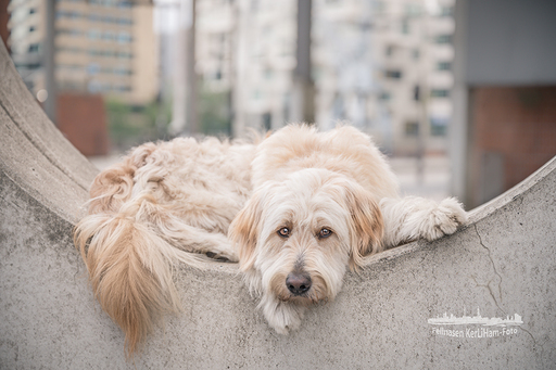 KerliHam_Foto | City-Dogs | Portraitfotograf auf alleFotografen