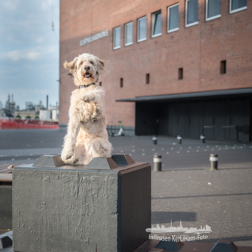 KerliHam_Foto | City-Dogs | Familienfotograf auf alleFotografen