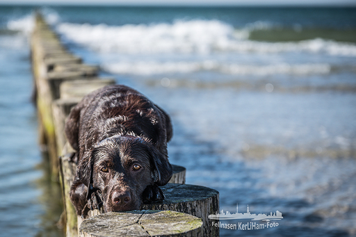 KerliHam_Foto | Strand | Hundefotograf auf alleFotografen