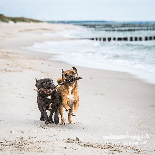 KerliHam_Foto | Strand | Tierfotograf auf alleFotografen