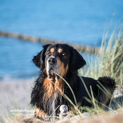 KerliHam_Foto | Strand | Hundefotograf auf alleFotografen