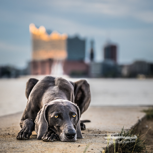 KerliHam_Foto | City-Dogs | Paarfotograf auf alleFotografen