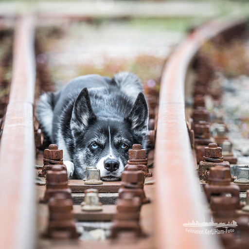 KerliHam_Foto | City-Dogs | Portraitfotograf auf alleFotografen